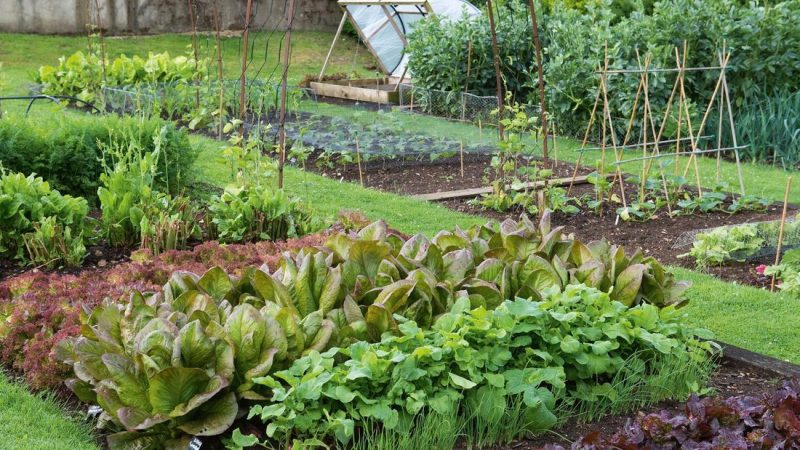 A Guide to Start Vegetable Garden