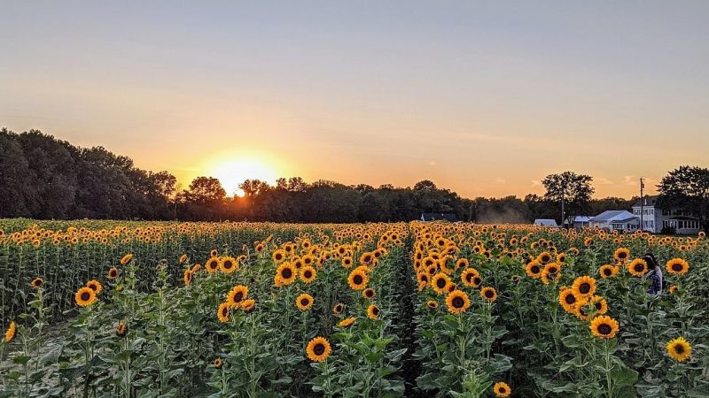 “Bathing in Golden Splendor: Exploring the Enchanting Sunflower Farms of Minnesota”