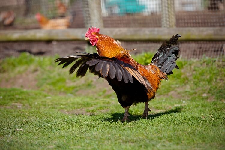 “The Myth of Flight: Understanding the Aerial Abilities of Chickens”