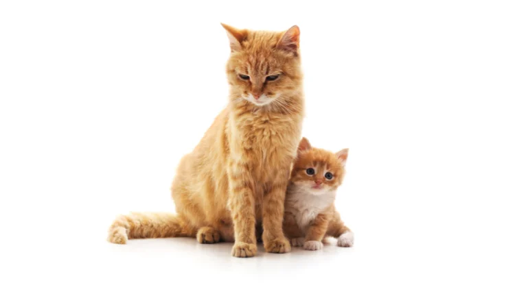 “The Feline Growth Journey: Understanding When Cats Stop Growing”